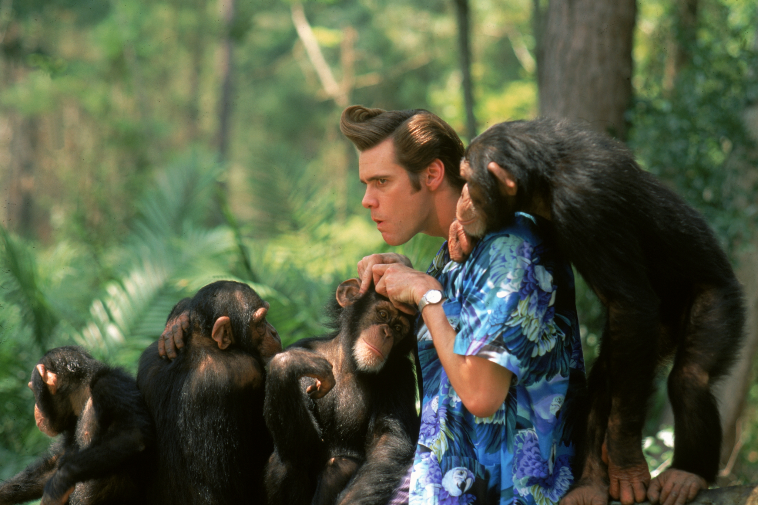 Animal movie. Джим Керри Эйс Вентура 2. Эйс Вентура 2 когда зовет природа 1995. Эйс Вентура обезьяна. Обезьяна из Эйс Вентура 2.