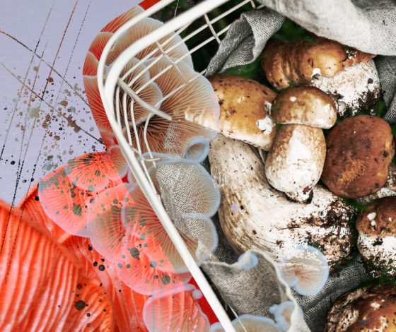 Грибы снимают стресс и способствуют похудению: вся правда о сезонном продукте