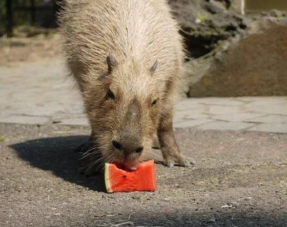 В Японии прошла Олимпиада для капибар. Смотри видео!