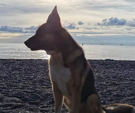 Русский Хатико: в Ялте поставят памятник псу, который ждал хозяина 12 лет