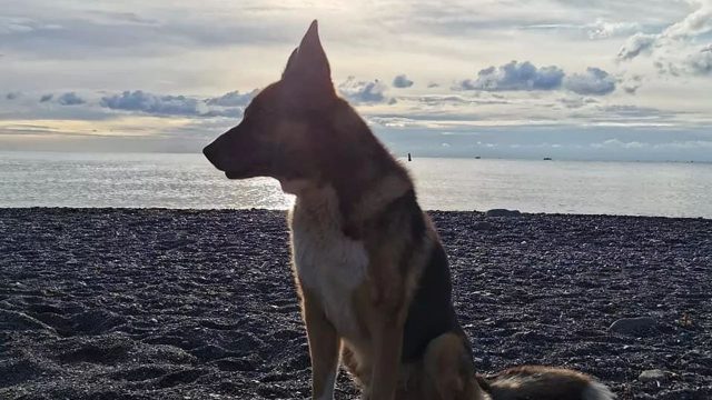 Русский Хатико: в Ялте поставят памятник псу, который ждал хозяина 12 лет