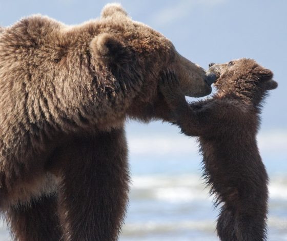 Пользователи Сети подозревают китайский зоопарк в обмане – по их мнению, там живет человек в костюме медведя