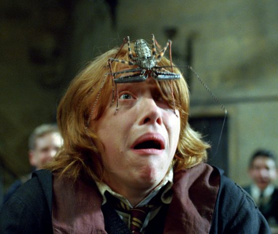 В Подмосковье появились крупные пауки-осы: почему их стоит бояться