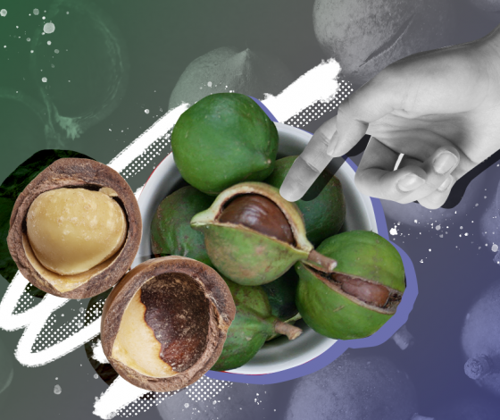 Орех макадамия: полезные свойства, калорийность, сколько можно съесть в день