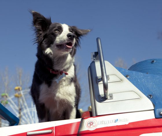 Пес-гений из Великобритании выучил названия 231 игрушки