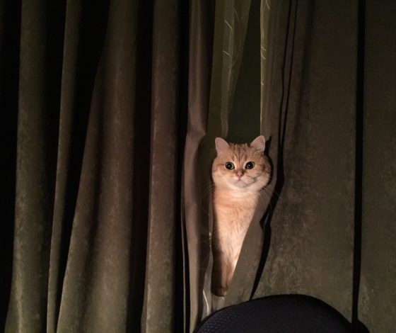 Тест: какой ты мемный кот?