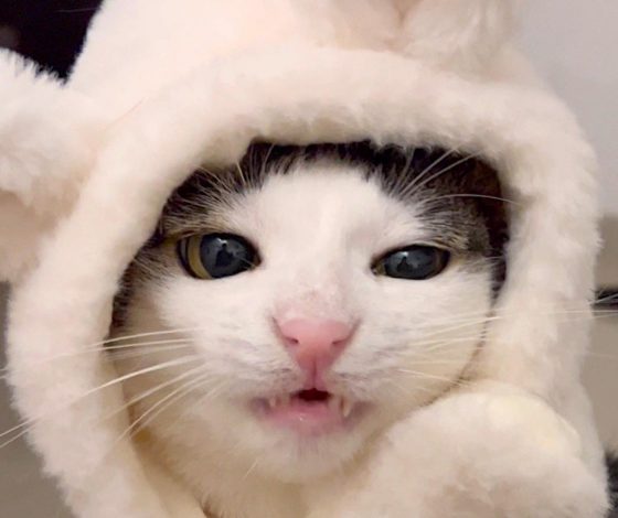 Кошка Луна, которая хрустит едой, стала новой звездой Сети