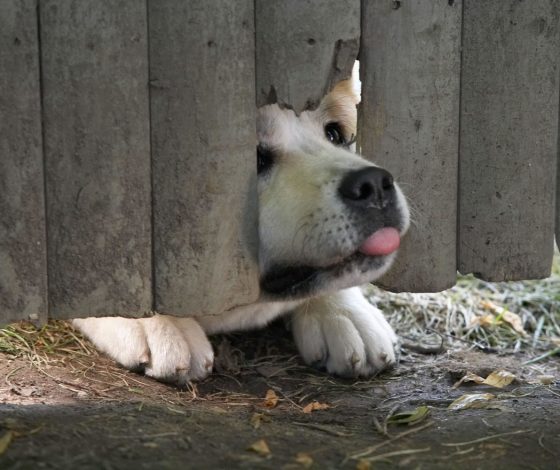 Зоозащитники спасли пожилую собаку