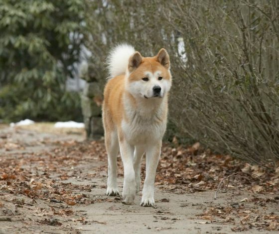 «Такой степени ожирения не существует»: как выглядит собака с весом 100 килограммов