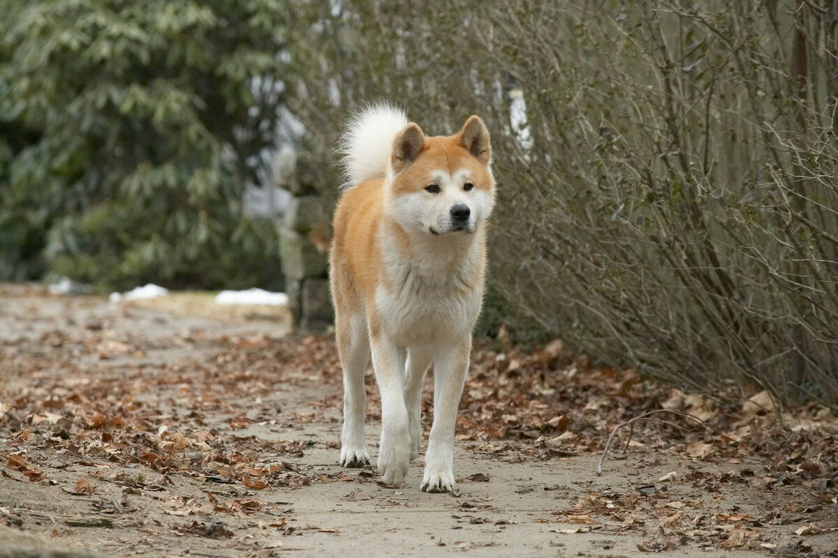 ‘There is no such degree of obesity’: What does a 100-pound dog look like?