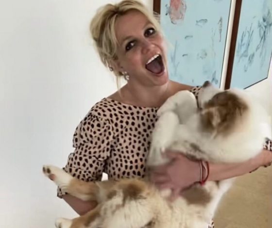 Чрезвычайная ситуация: что случилось с собакой Бритни Спирс