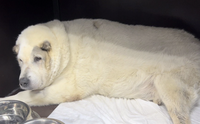«Такой степени ожирения не существует»: как выглядит собака с весом 100 килограммов