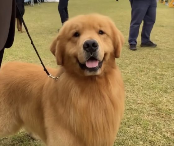 Как сделать жизнь питомца более счастливой