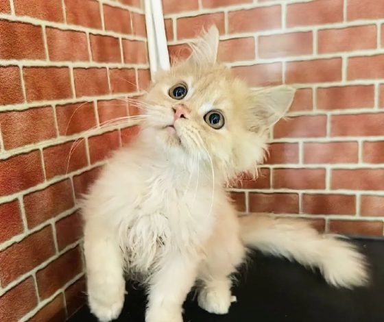 Кто сказал мяу? Топ-5 мемов с котиками, покоривших Интернет