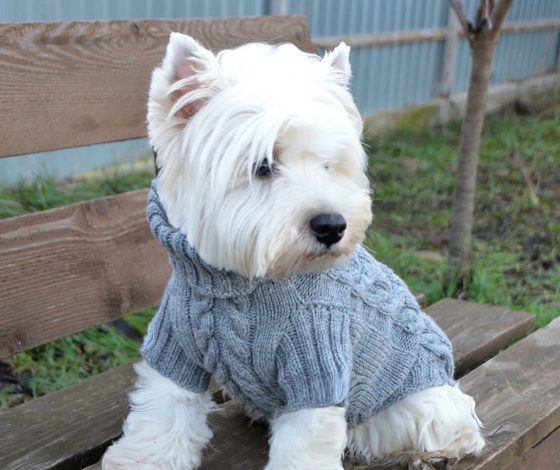 5 важных шагов. Что делать, если питомец потерялся