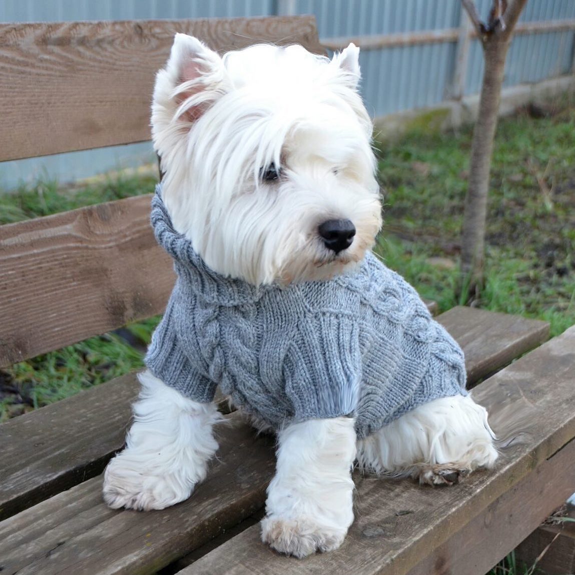 5 important steps.  What should you do if your pet gets lost?