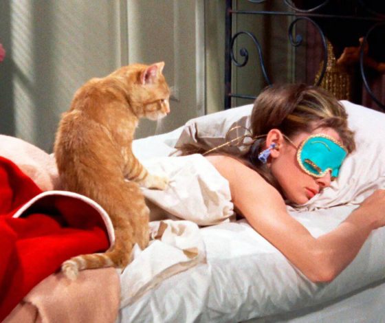 Кошка застряла под диваном и прожила там почти месяц, а хозяева искали ее на улице