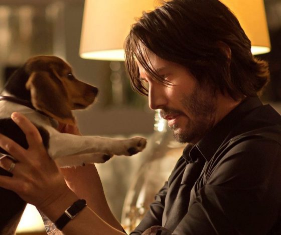 Новый скандал с РЖД. Что известно о той-терьере, которого высадили из электрички