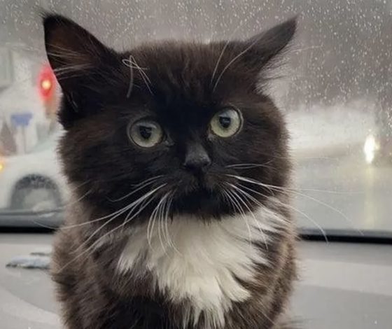 Кот-мем Чмоня вырос: как он выглядит сейчас