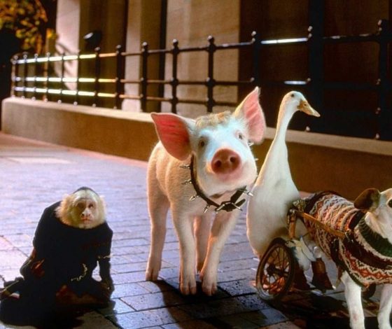 Что домашнее животное говорит о твоем характере