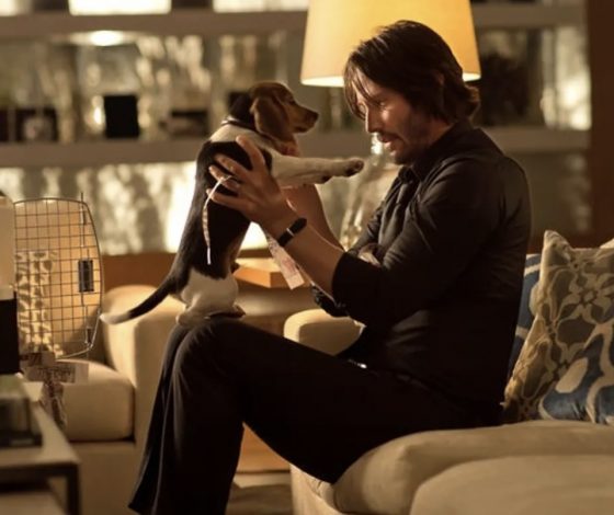 Нашли потерявшегося той-терьера Арчи. Подробности