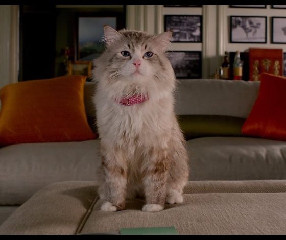 Запертого на неделю в квартире кота Барона удалось спасти