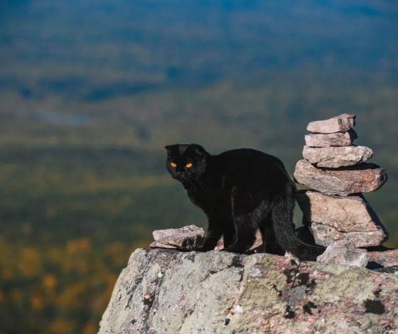 Кошка-альпинистка покорила больше десятка вершин на Урале