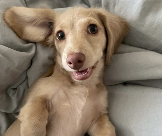 Как влияет знак зодиака на характер питомца