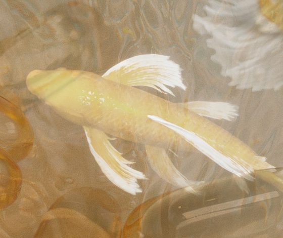 5 признаков того, что в твоем организме не хватает омега-3