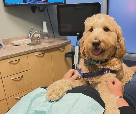 Пес по кличке Олли работает в стоматологической клинике и помогает пациентам успокоиться во время приема
