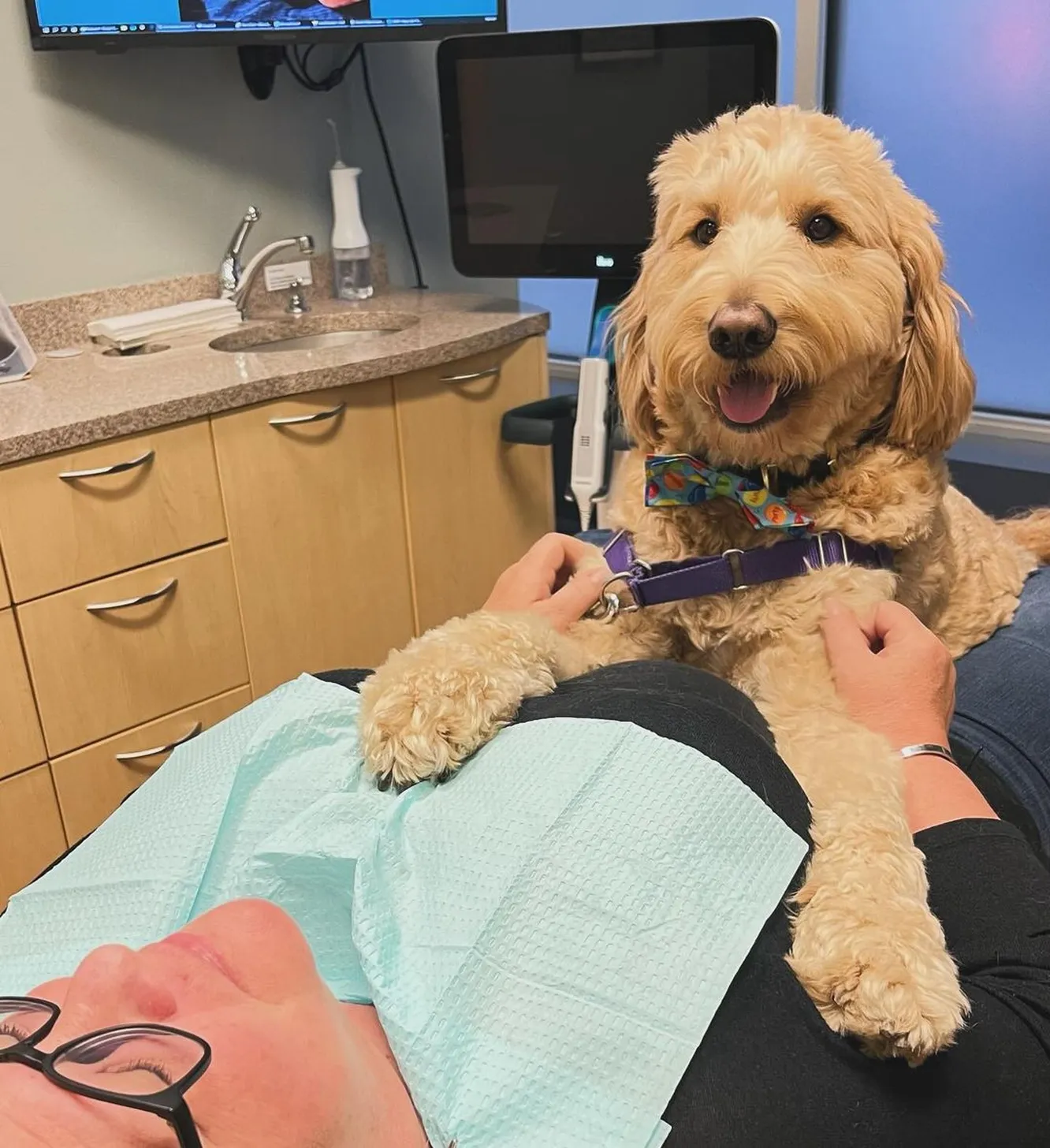 A dog named Ollie works at a dental clinic and helps patients calm down during appointments.