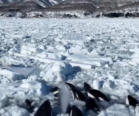 Стая косаток, застрявшая ранее в плену льда, спаслась