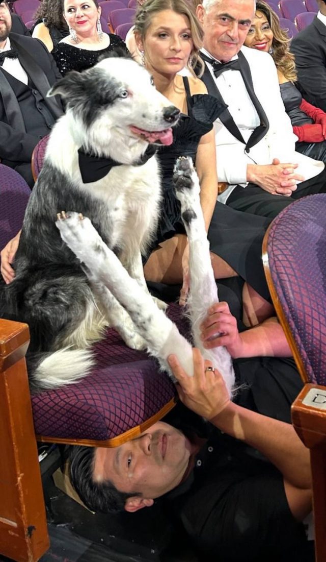 Дело раскрыто: как на самом деле собака Месси аплодировала на «Оскаре – 2024»