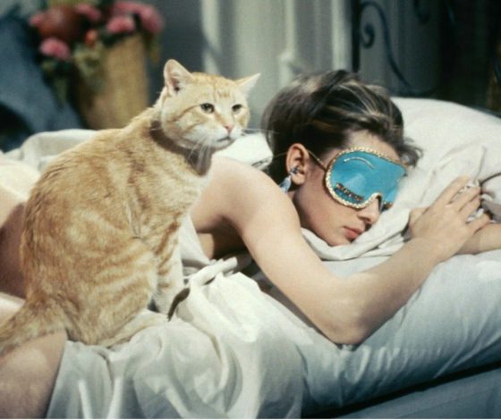 Цифра дня: в Сети продают кота Dolce & Gabbana за 50 млн рублей