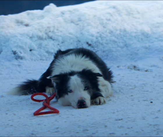 Дело раскрыто: как на самом деле собака Месси аплодировала на «Оскаре – 2024»