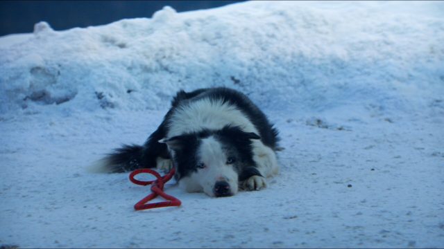 Собака по кличке Месси – главная звезда «Оскара – 2024»