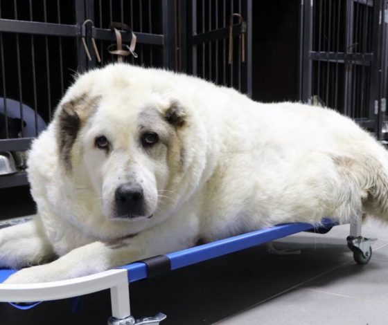 Похудевшему на 40 килограммов псу Кругетсу ищут нового хозяина