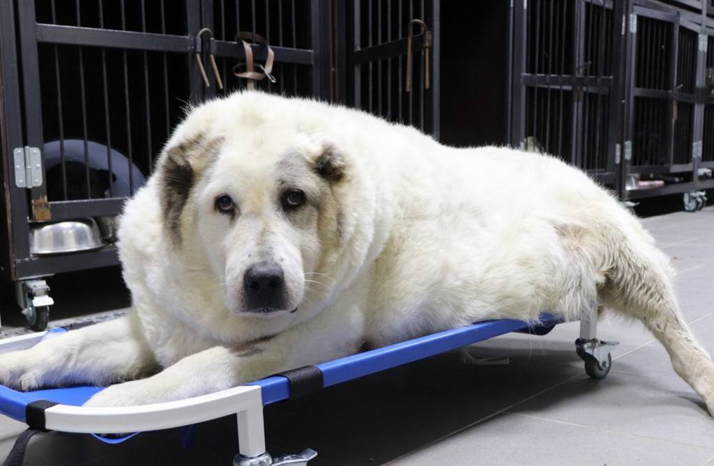 100-килограммовый пес Кругетс похудел и учится ходить: видео