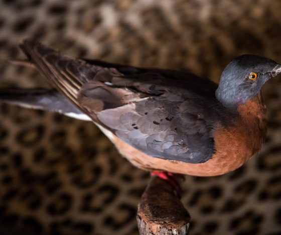 Голубь, которого выгнали из паба, стал звездой Интернета