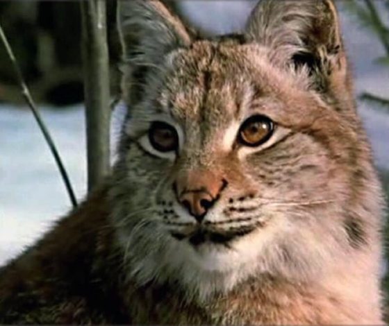 Пенсионерка жила с рысью, потому что перепутала ее с собакой