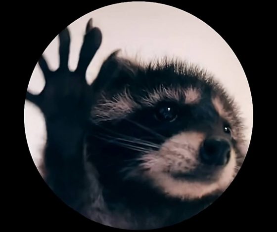 «Pedro, Pedro, Pedro»: как появился популярный тренд с танцующим енотом