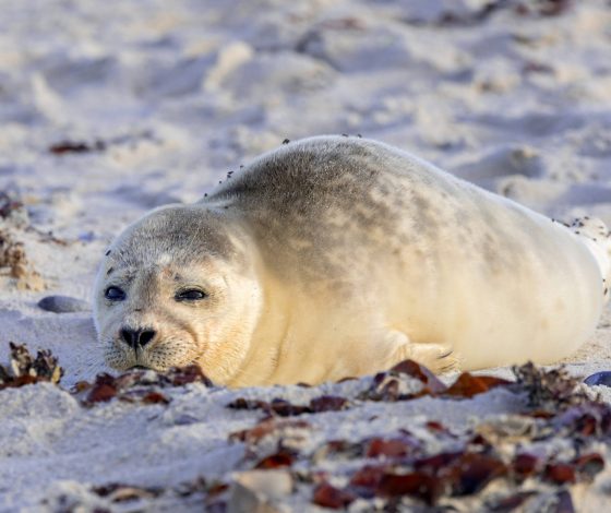 5 милых животных, опасность которых мы недооцениваем