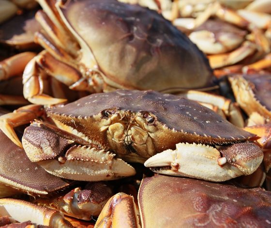 Вакансия открыта: в Сочи ищут чтеца стихотворений для крабов