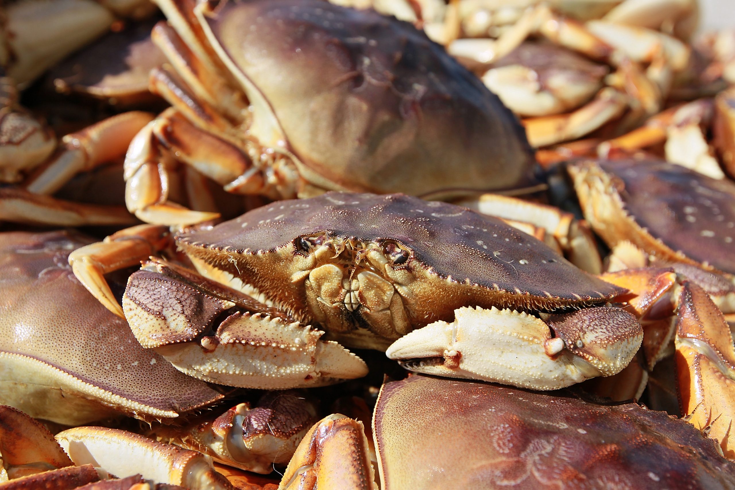 Job posting: Sochi is looking for a crab poetry reader