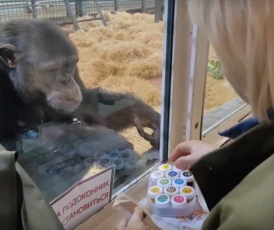 Шимпанзе Майкл из Ростова-на-Дону научился рисовать абстрактные картины