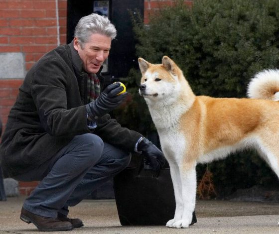 Новость дня: корги по кличке Тедди съел 20 шоколадок в обертке за один час