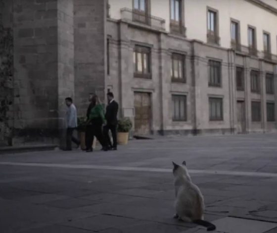 Хорошо устроились: в мексиканском дворце на пожизненном обеспечении живут 19 котов