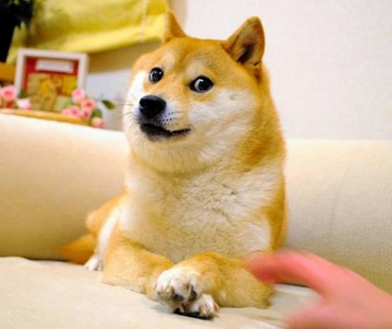 Скончалась собака по кличке Кабосу, ставшая героем мемов