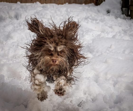 Хвостатые и смешные: показываем финалистов конкурса на самое забавное фото животного Comedy Pet Photo 2024