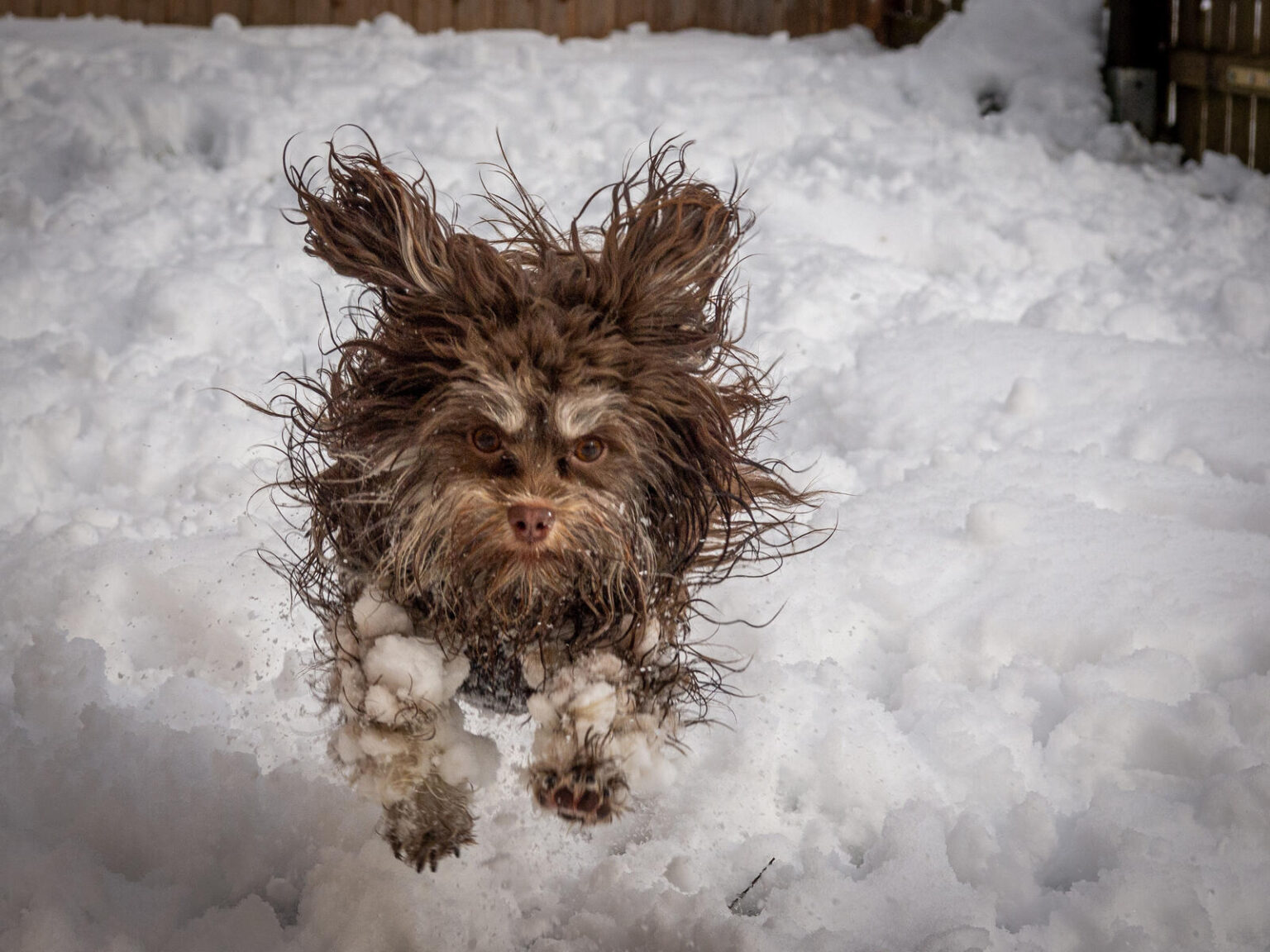 Tailed and funny: We show the finalists of the Comedy Pet Photo contest for the funniest photo of 2024